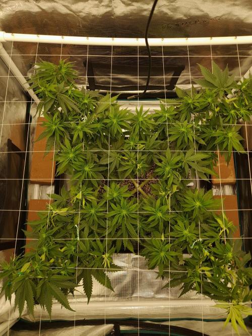 Durban Poison 4 way lst Scrog. Week 6