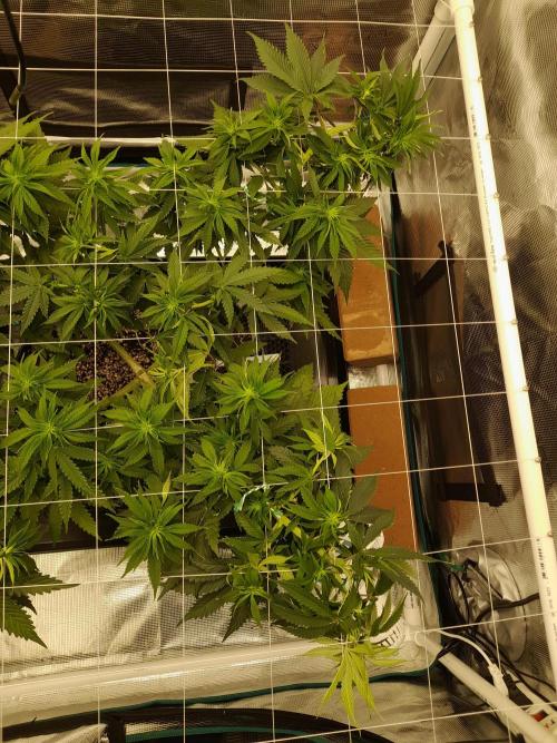 Durban Poison 4 way lst Scrog. Week 6