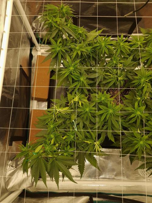 Durban Poison 4 way lst Scrog. Week 6