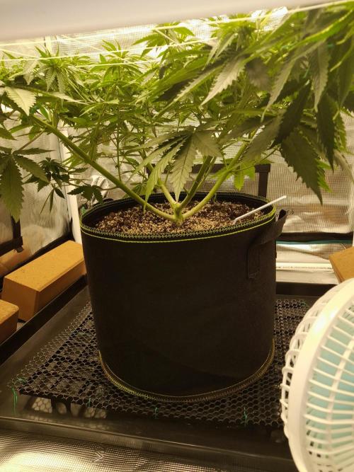 Durban Poison 4 way lst Scrog. Week 6