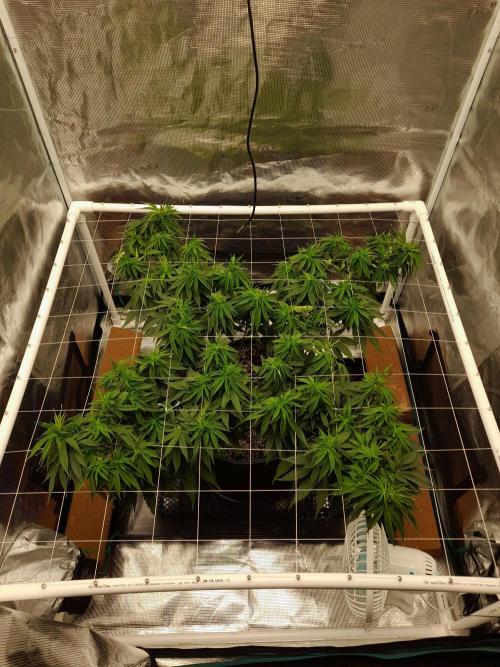 Durban Poison 4 way lst Scrog. Week 7