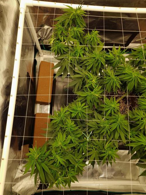Durban Poison 4 way lst Scrog. Week 7