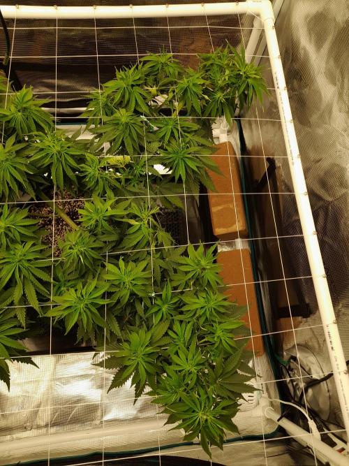 Durban Poison 4 way lst Scrog. Week 7