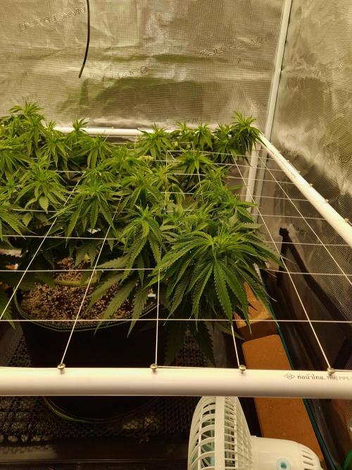 Durban Poison 4 way lst Scrog. Week 7