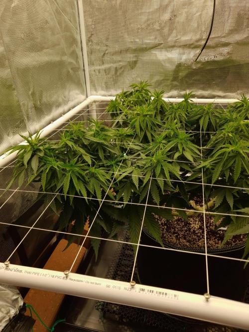 Durban Poison 4 way lst Scrog. Week 7