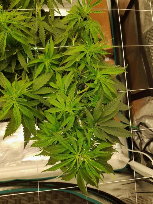 Durban Poison 4 way lst Scrog. Week 7