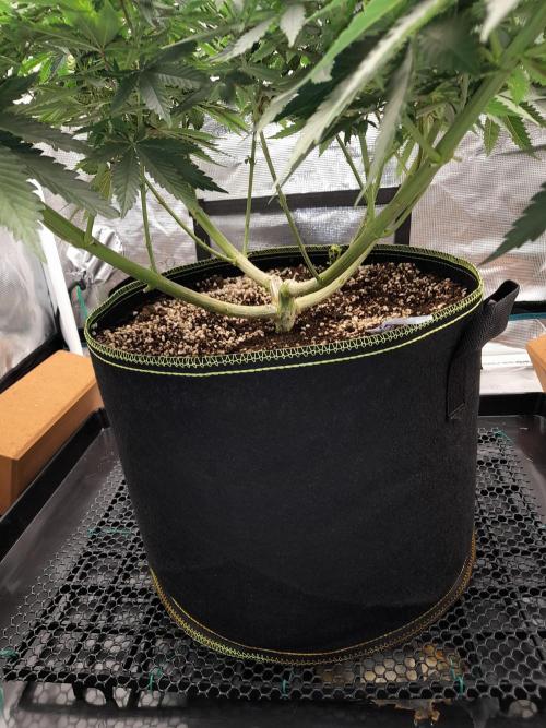 Durban Poison 4 way lst Scrog. Week 7