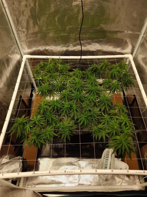 Durban Poison 4 way lst Scrog. Week 8