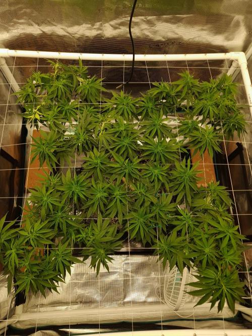 Durban Poison 4 way lst Scrog. Week 8