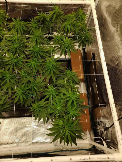 Durban Poison 4 way lst Scrog. Week 8
