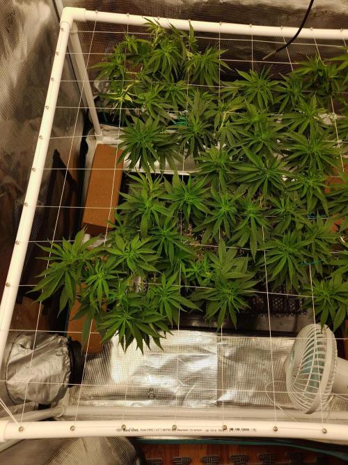 Durban Poison 4 way lst Scrog. Week 8