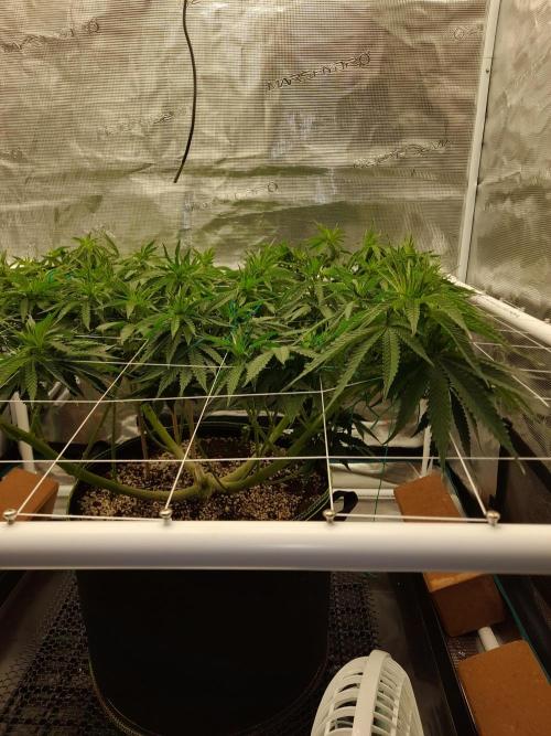 Durban Poison 4 way lst Scrog. Week 8
