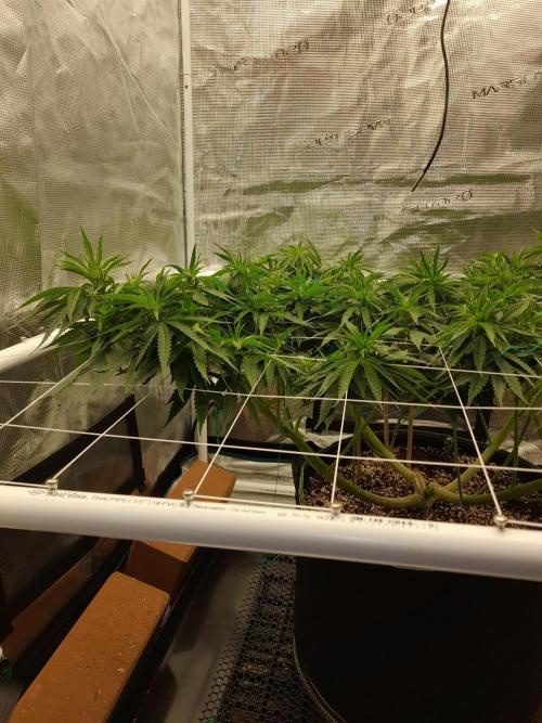 Durban Poison 4 way lst Scrog. Week 8