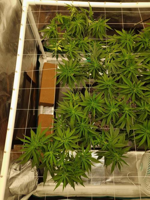 Durban Poison 4 way lst Scrog. Week 8