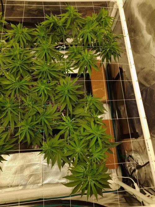 Durban Poison 4 way lst Scrog. Week 8