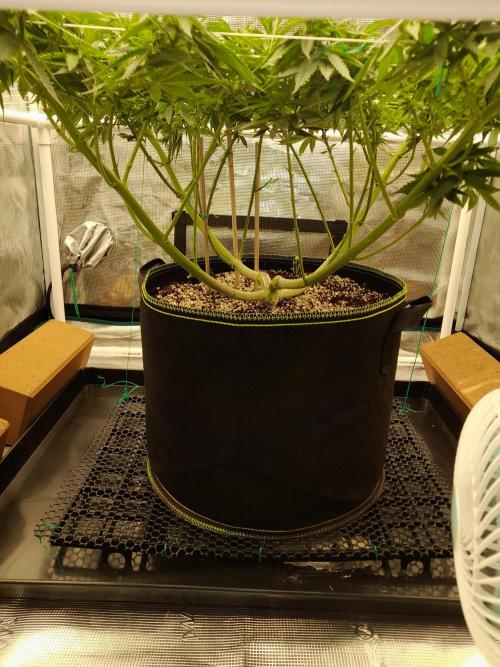 Durban Poison. Week 8