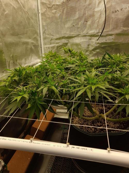 Durban Poison 4 way lst Scrog. Week 9