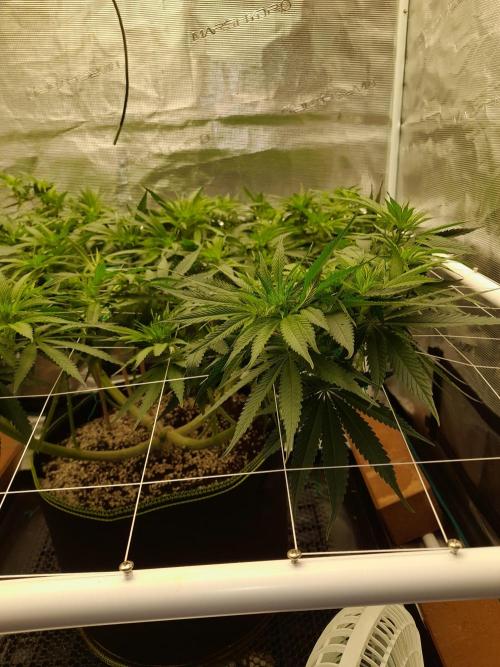 Durban Poison 4 way lst Scrog. Week 9