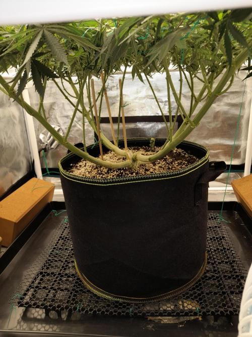 Durban Poison 4 way lst Scrog. Week 9