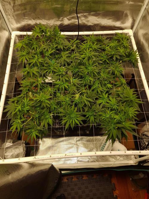 Durban Poison 4 way lst Scrog. Week 9
