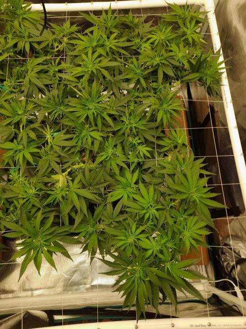 Durban Poison 4 way lst Scrog. Week 9