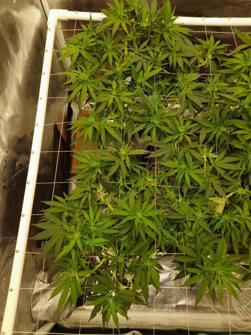 Durban Poison 4 way lst Scrog. Week 9