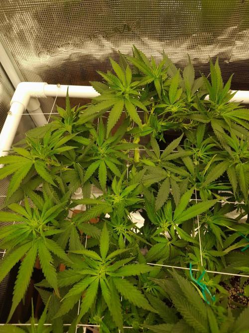 Durban Poison 4 way lst Scrog. Week 9