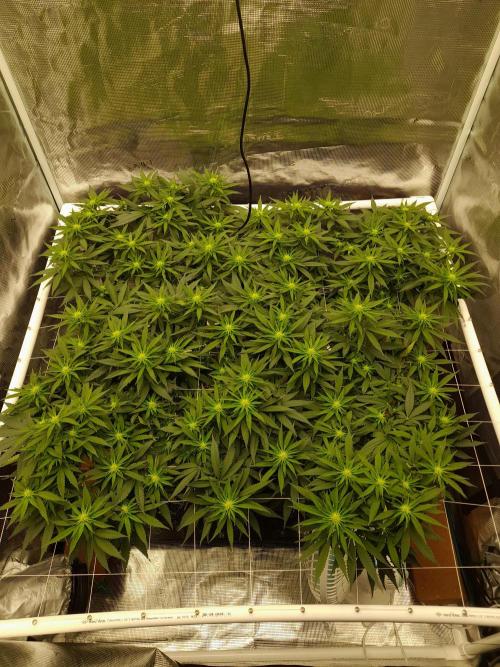 Durban Poison 4 way lst Scrog. Week 10