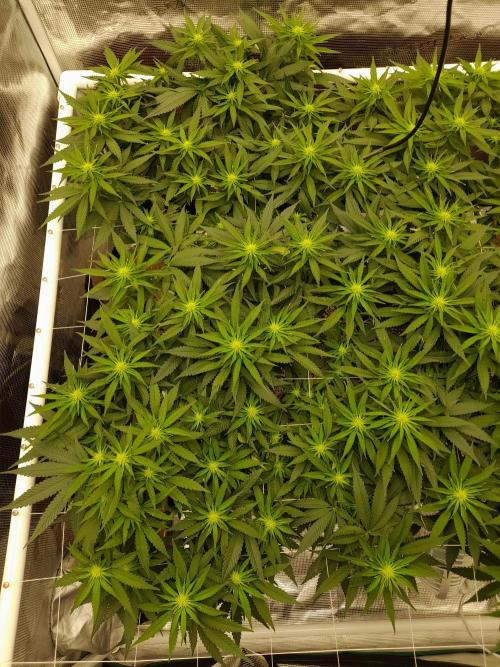 Durban Poison 4 way lst Scrog. Week 10