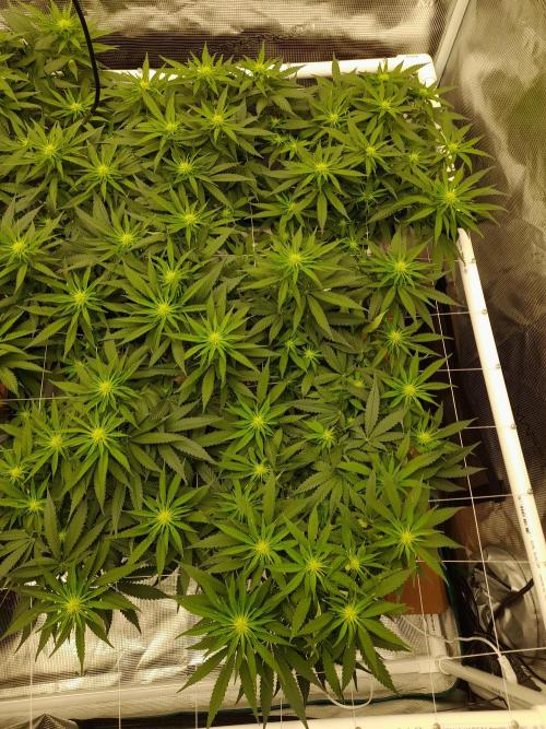 Durban Poison 4 way lst Scrog. Week 10