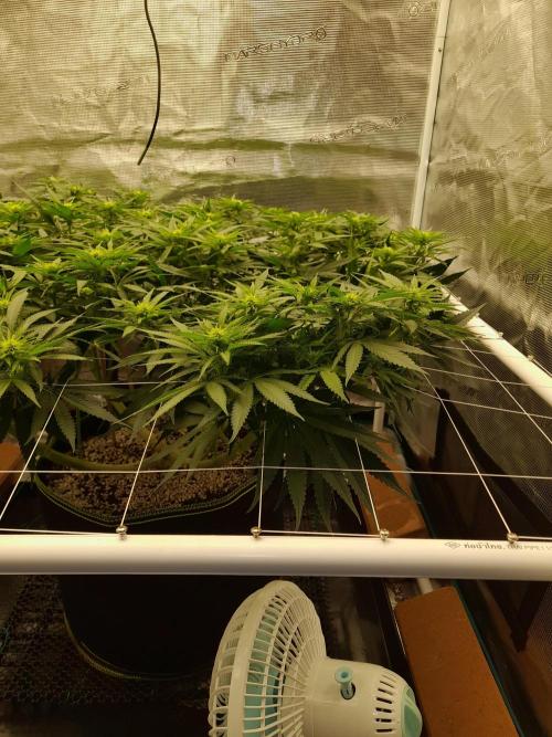 Durban Poison 4 way lst Scrog. Week 10