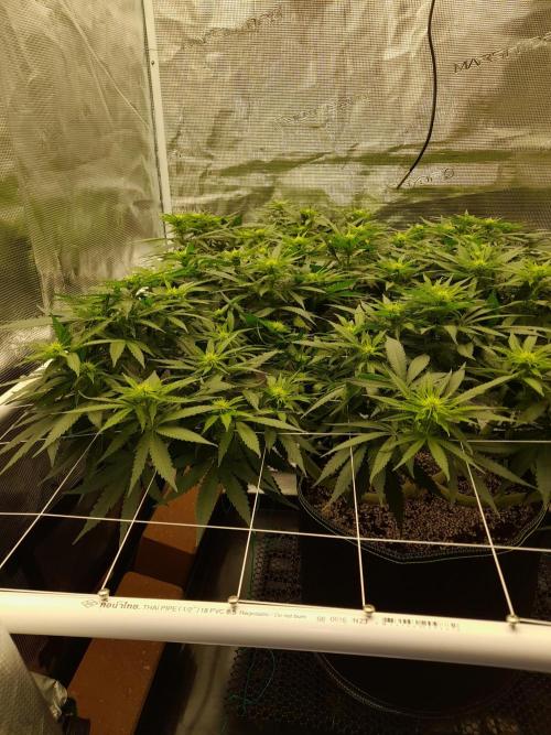 Durban Poison 4 way lst Scrog. Week 10