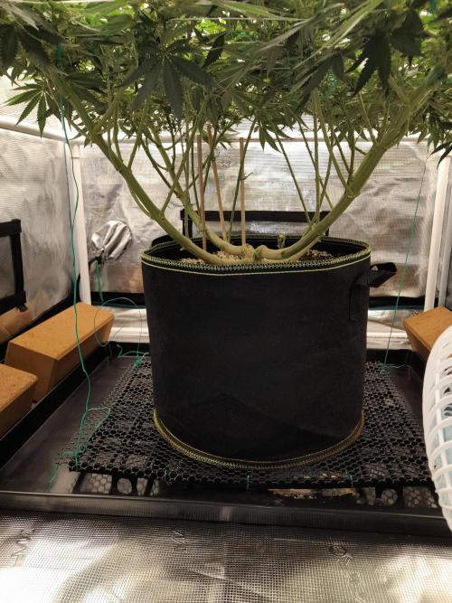 Durban Poison 4 way lst Scrog. Week 10