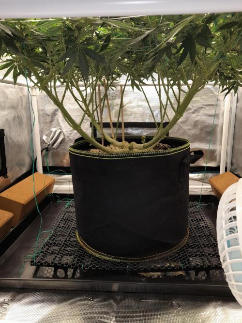 Durban Poison 4 way lst Scrog. Week 10