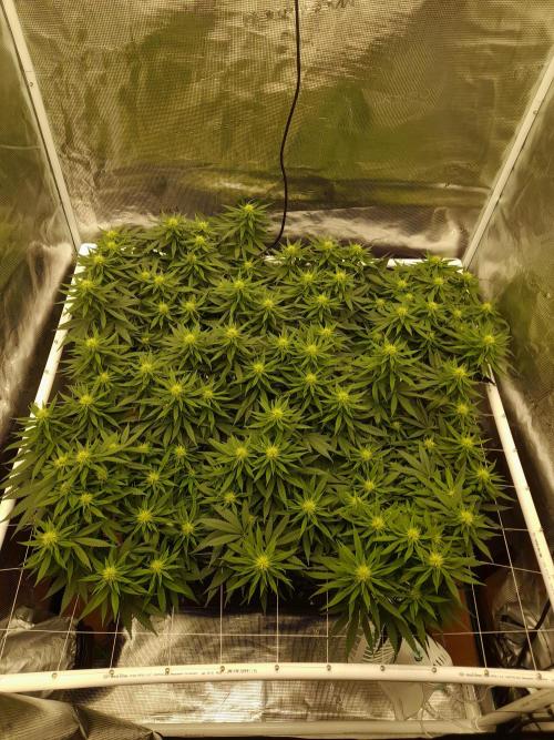 Durban Poison 4 way lst Scrog. Week 11