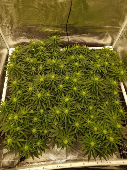 Durban Poison 4 way lst Scrog. Week 11
