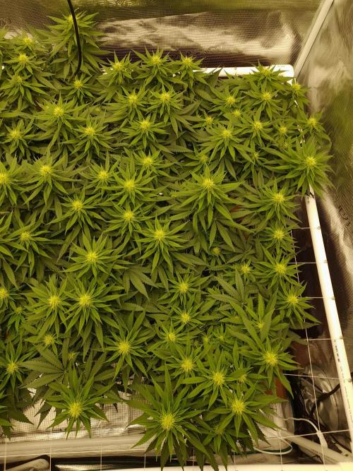 Durban Poison 4 way lst Scrog. Week 11