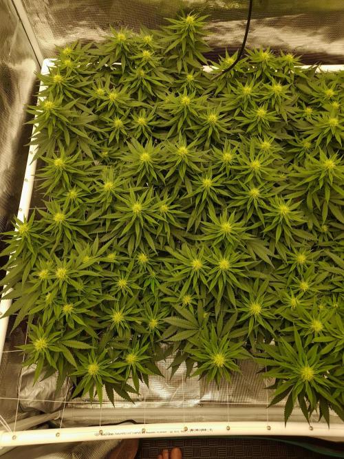 Durban Poison 4 way lst Scrog. Week 11