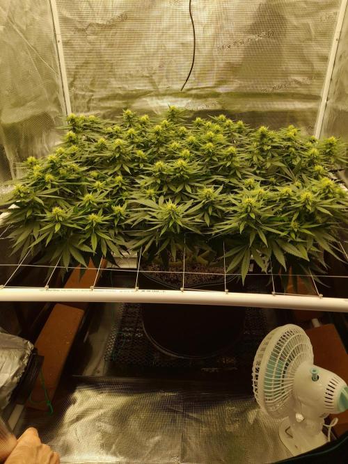 Durban Poison 4 way lst Scrog. Week 11
