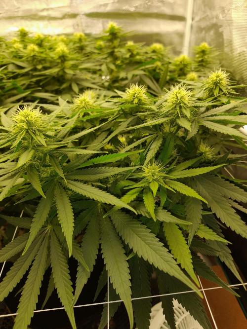 Durban Poison 4 way lst Scrog. Week 11