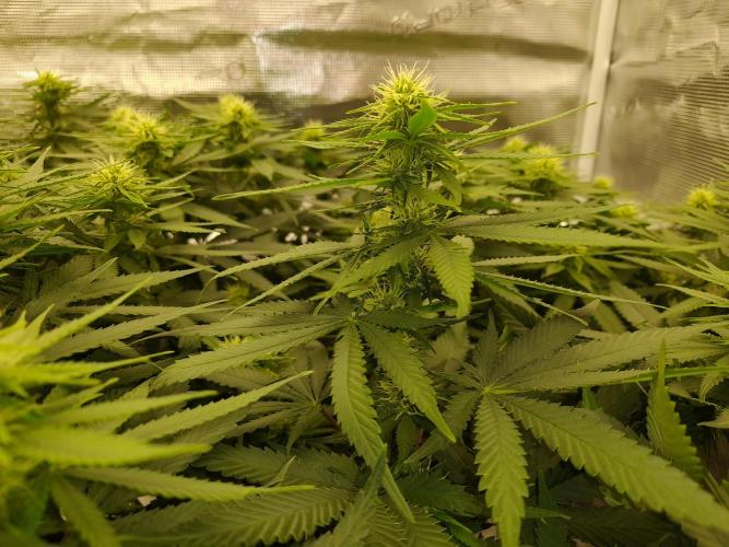 Durban Poison 4 way lst Scrog. Week 11