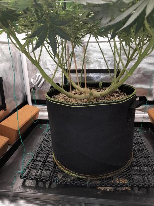 Durban Poison. Week 11