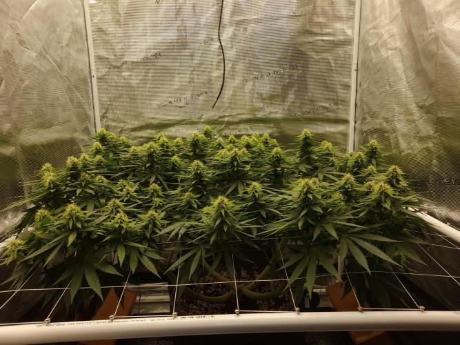 Durban Poison 4 way lst Scrog. Week 12