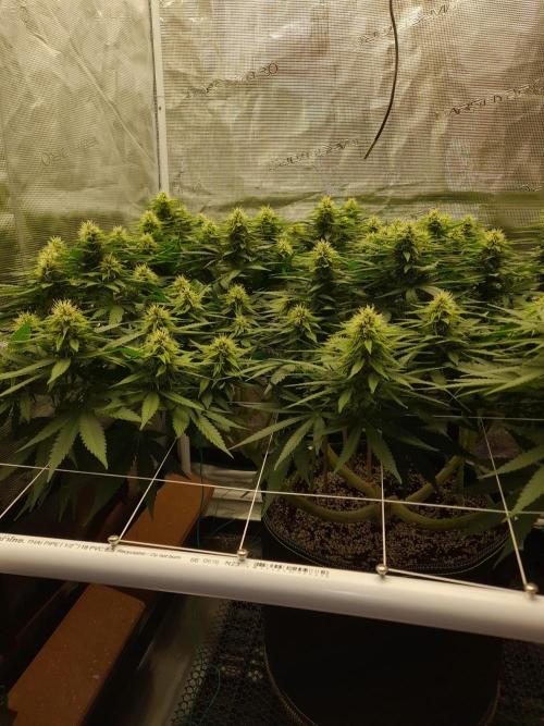 Durban Poison 4 way lst Scrog. Week 12