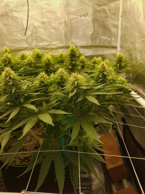 Durban Poison 4 way lst Scrog. Week 12