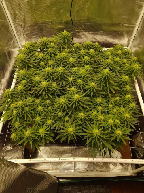 Durban Poison 4 way lst Scrog. Week 12