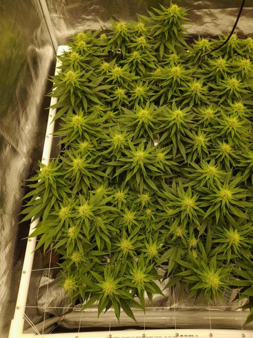 Durban Poison 4 way lst Scrog. Week 12