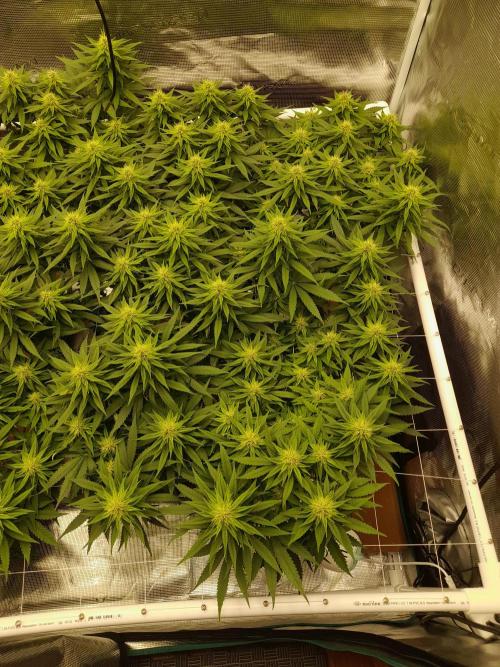 Durban Poison 4 way lst Scrog. Week 12