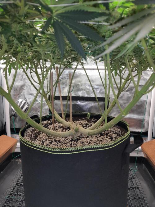 Durban Poison 4 way lst Scrog. Week 12