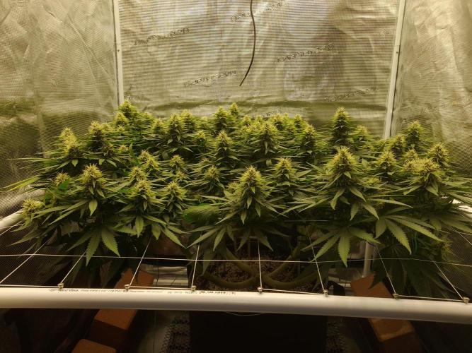 Durban Poison 4 way lst Scrog. Week 13